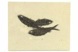 Three Detailed Fossil Fish (Knightia) - Wyoming #275164-1